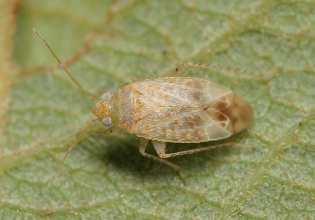 Psallus haematodes Psallus haematodes
