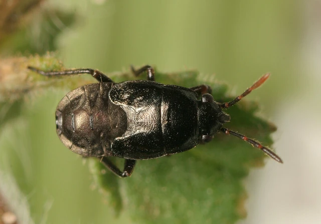 Trapezonotus arenarius - ugarbodobács Trapezonotus arenarius - ugarbodobács