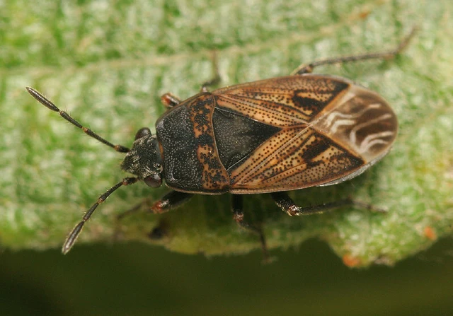 Trapezonotus arenarius - ugarbodobács Trapezonotus arenarius - ugarbodobács