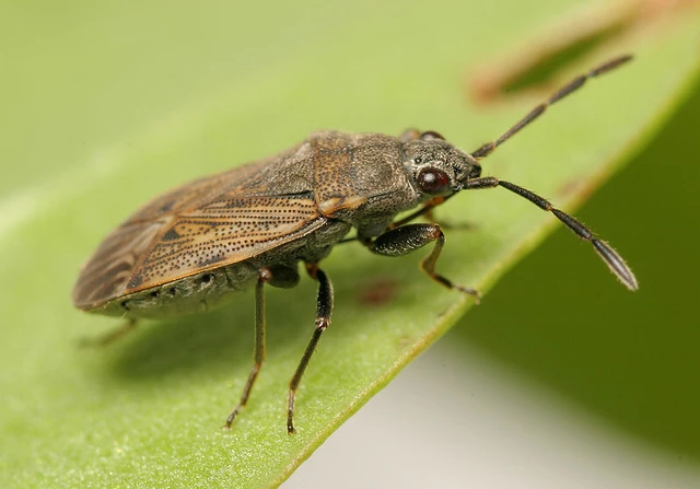 Peritrechus geniculatus - vastagcsápú feketésbodobács