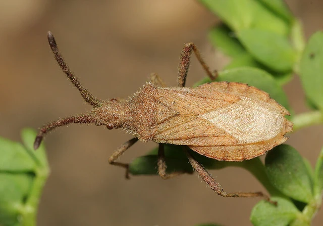 Coriomeris denticulatus - fűrészesvállú karimáspoloska