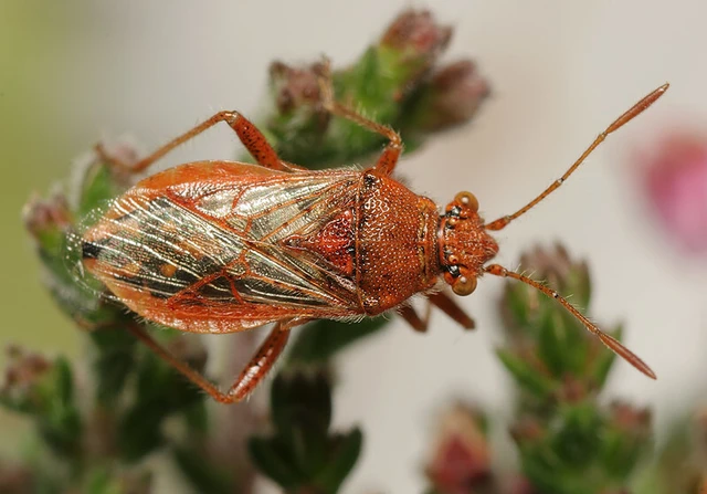 Rhopalus parumpunctatus - közönséges üvegszárnyú-poloska