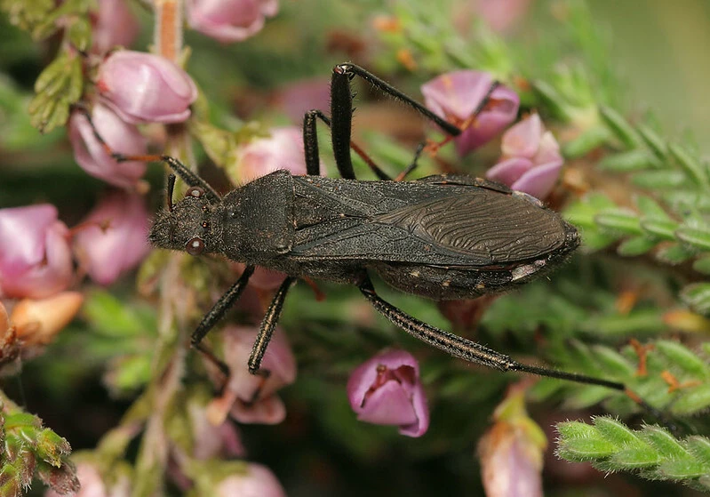Alydus calcaratus - szőrös tövispoloska