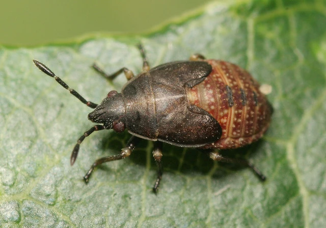 Kleidocerys resedae - nyírbodobács