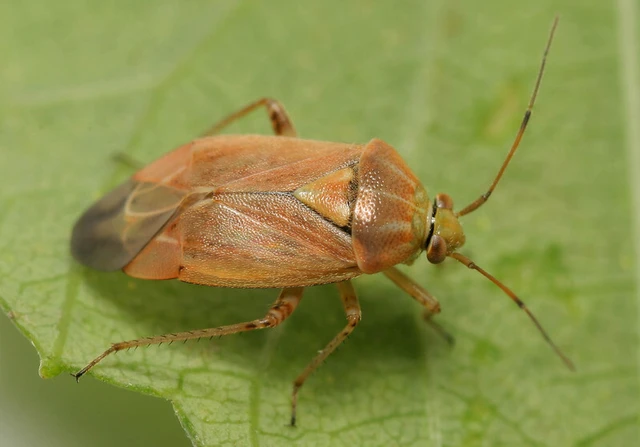 Lygus pratensis - változó mezeipoloska