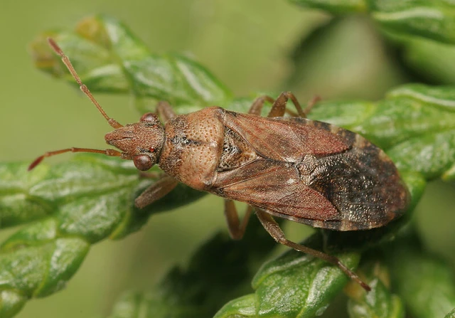 Orsillus depressus - tuja-fényesbodobács