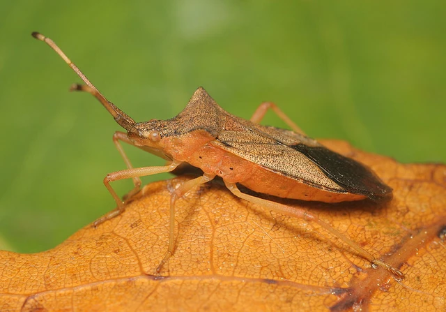 Gonocerus acuteangulatus - aranypetés karimáspoloska