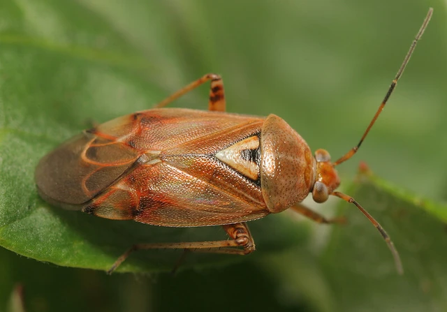 Lygus pratensis - változó mezeipoloska