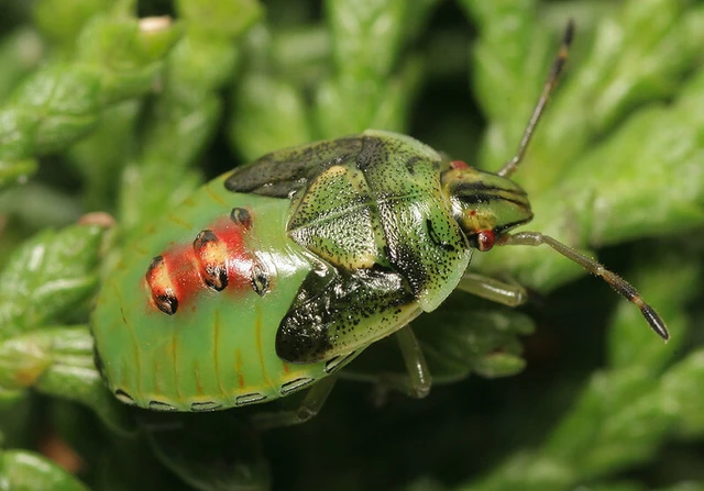 Cyphostethus tristriatus - boróka-dajkapoloska Cyphostethus tristriatus - boróka-dajkapoloska