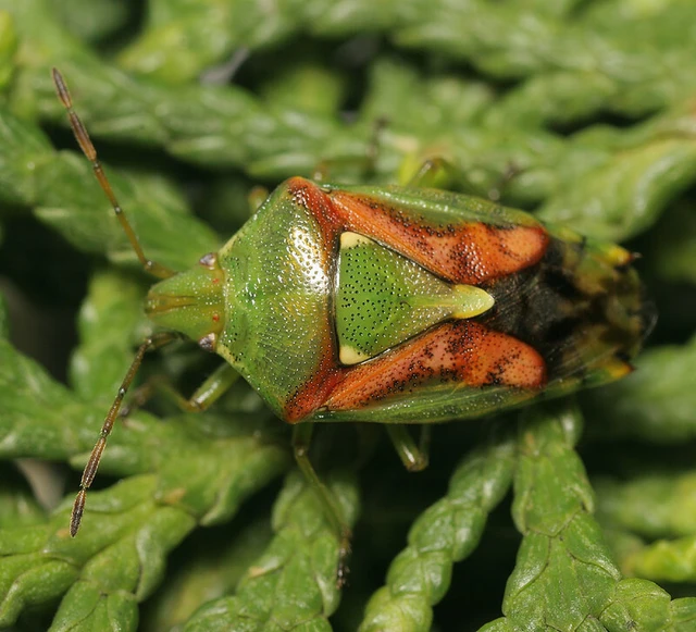 Cyphostethus tristriatus - boróka-dajkapoloska Cyphostethus tristriatus - boróka-dajkapoloska