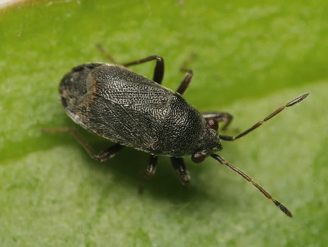Stygnocoris rusticus - rövidszárnyú kisbodobács
