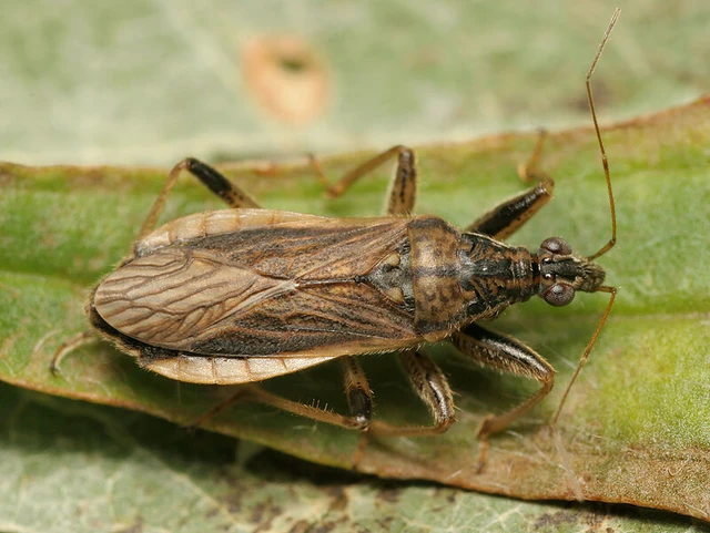 Himacerus major