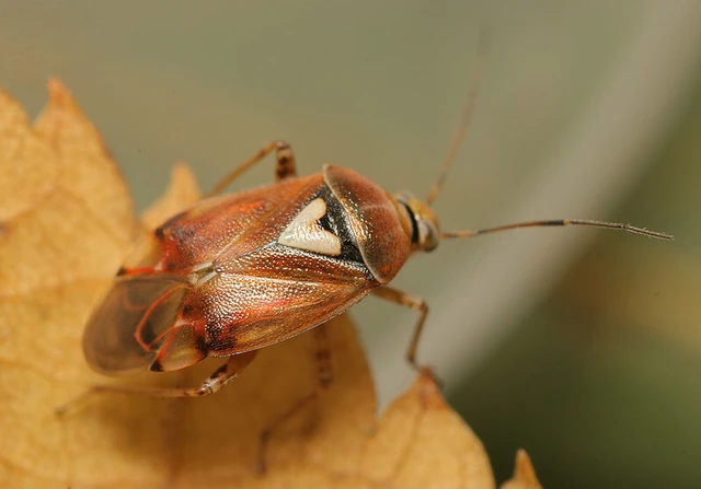 Lygus pratensis - változó mezeipoloska