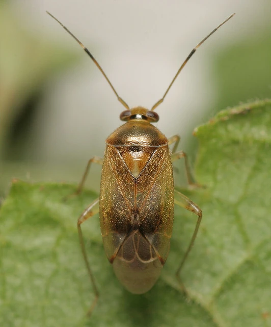Lygus pratensis - változó mezeipoloska