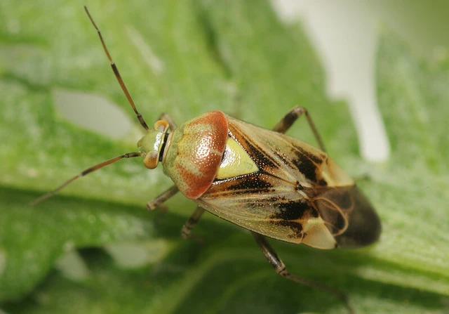 Lygus maritimus