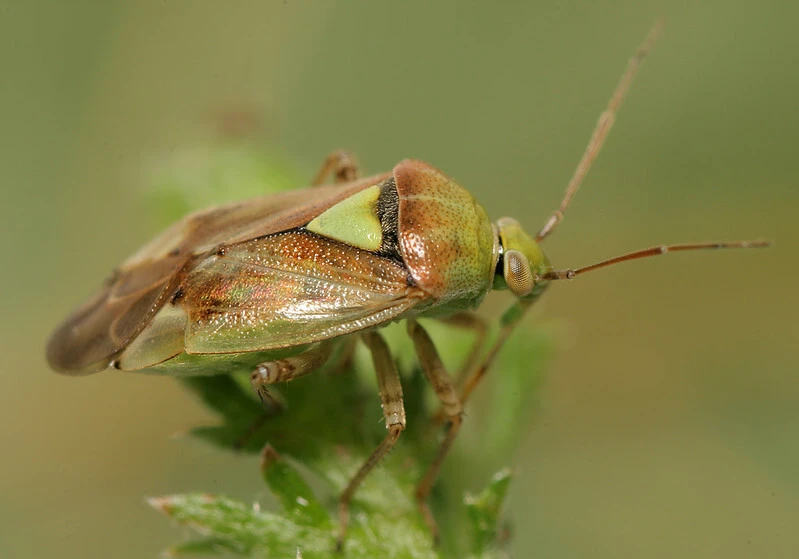 Lygus maritimus