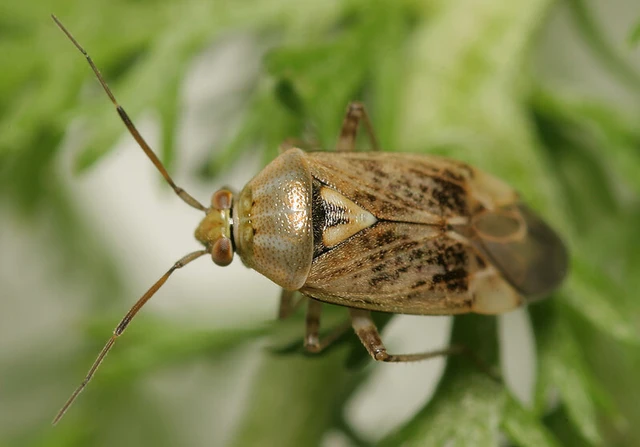 Lygus pratensis - változó mezeipoloska