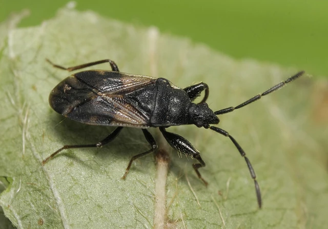 Taphropeltus contractus
