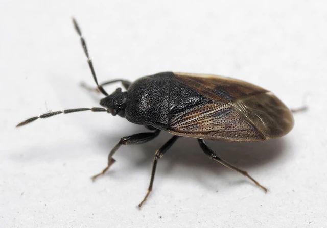 Drymus sylvaticus - erdei bodobács