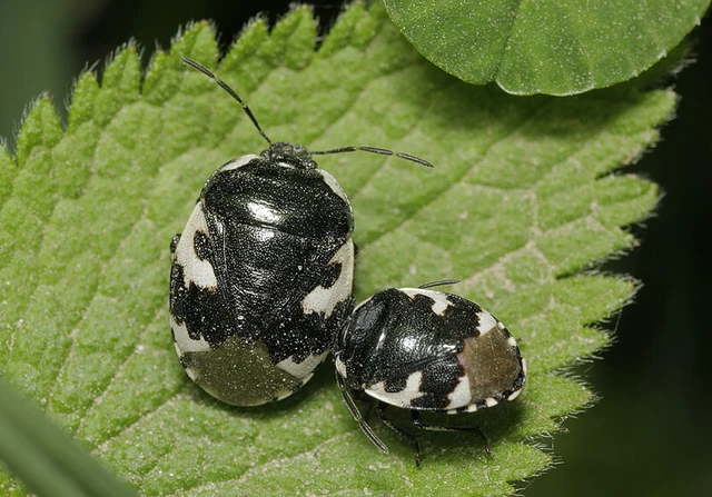 Tritomegas bicolor - foltos földipoloska