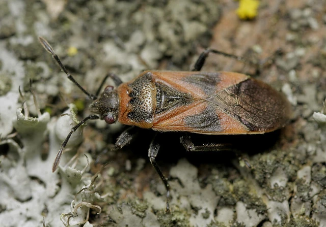Arocatus longiceps - platánbodobács