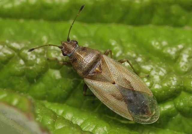 Cymus glandicolor - rétibodobács Cymus glandicolor - rétibodobács