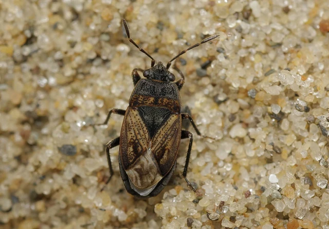 Trapezonotus arenarius - ugarbodobács Trapezonotus arenarius - ugarbodobács