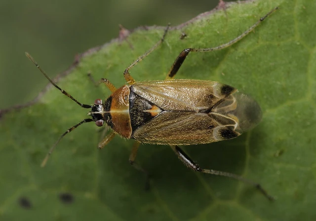 Harpocera thoracica - sarlóscsápú mezeipoloska