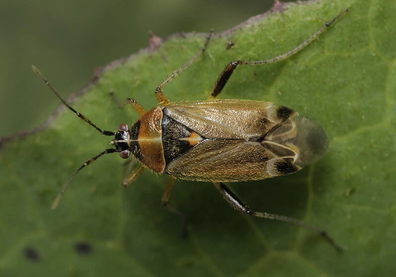 Harpocera thoracica - sarlóscsápú mezeipoloska