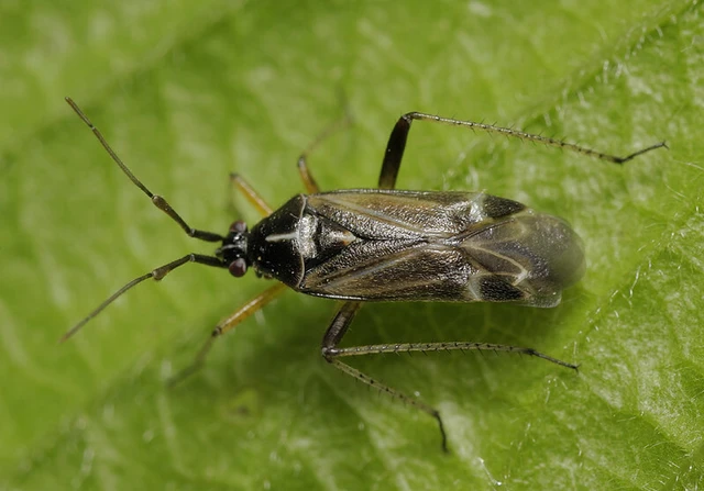 Harpocera thoracica - sarlóscsápú mezeipoloska