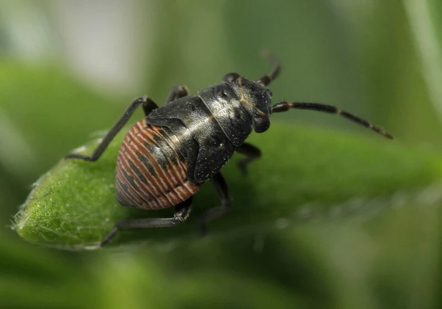 Heterocordylus tibialis Heterocordylus tibialis