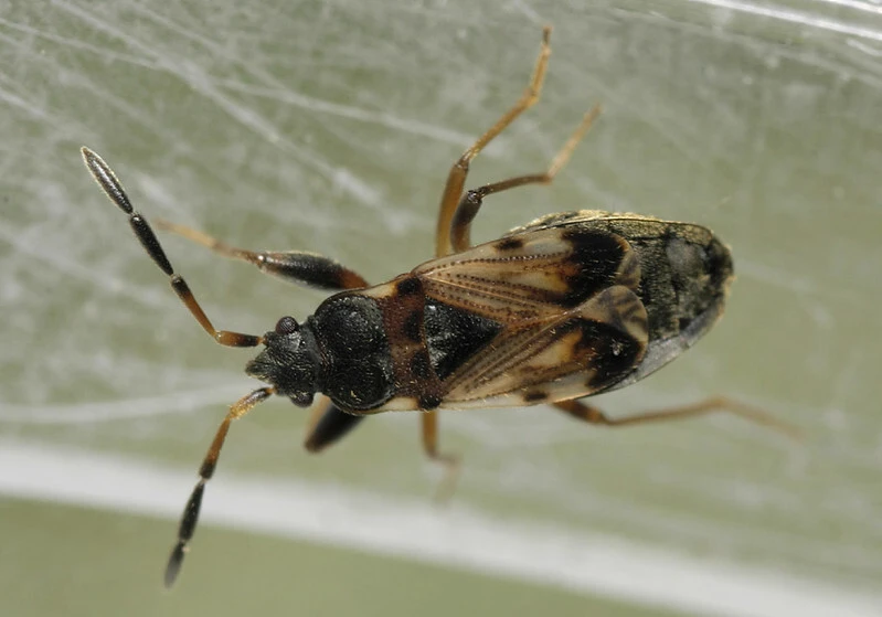Scolopostethus thomsoni - közönséges csalánbodobács