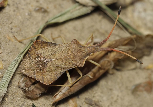 Syromastus rhombeus - vitorlás karimáspoloska