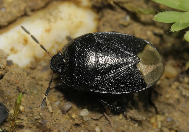 Sehirus luctuosus - világosfarú földipoloska Sehirus luctuosus - világosfarú földipoloska
