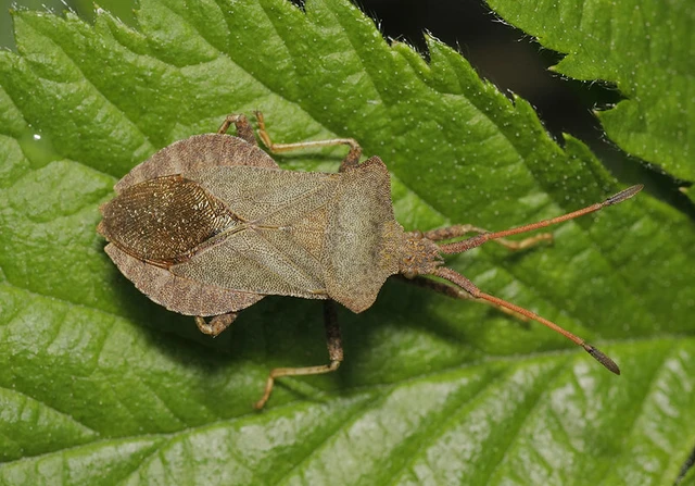 Coreus marginatus - közönséges karimáspoloska