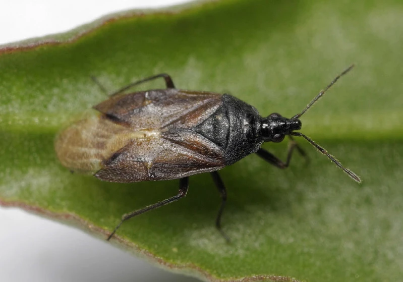 Orius majusculus - levéltetűfaló poloska