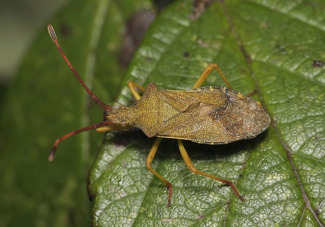 Gonocerus acuteangulatus - aranypetés karimáspoloska