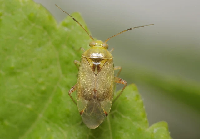 Pinalitus cervinus