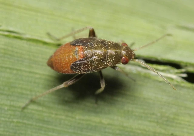 Psallus perrisi Psallus perrisi