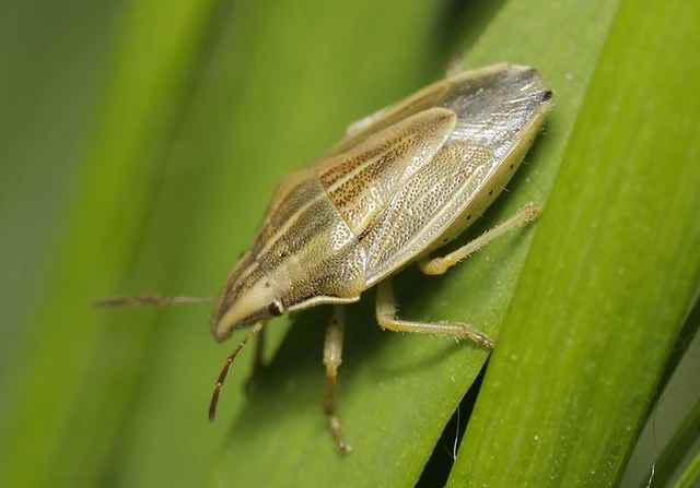 Aelia acuminata - közönséges szipolypoloska Aelia acuminata - közönséges szipolypoloska