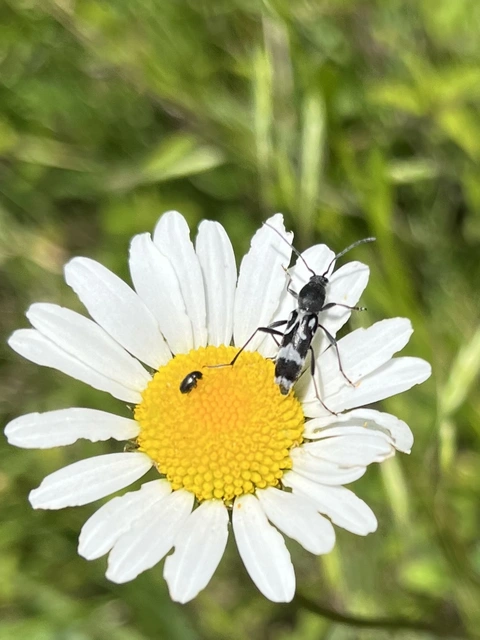 Chlorophorus figuratus - rajzos darázscincér