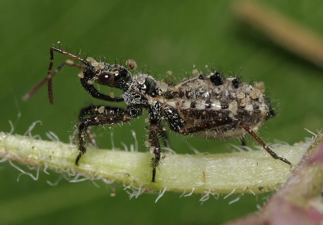 Coranus