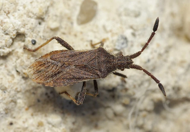 Coriomeris denticulatus - fűrészesvállú karimáspoloska