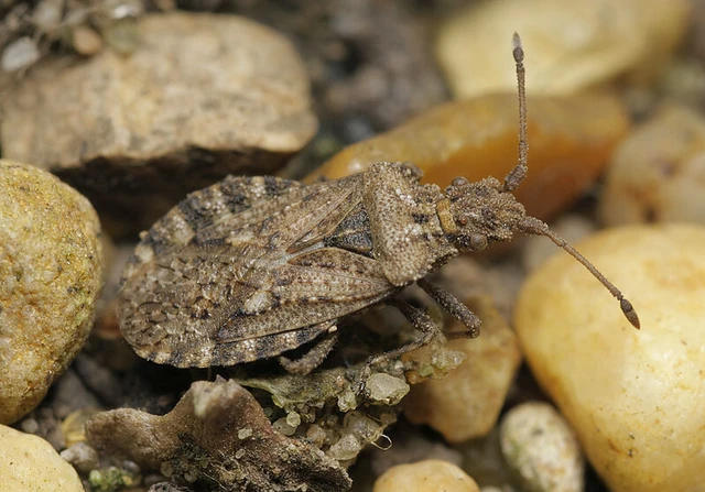 Arenocoris fallenii - alföldi karimáspoloska