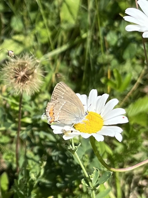 Satyrium acaciae - akác-csücsköslepke