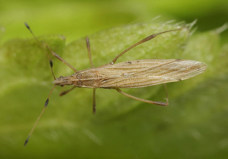Berytinus minor - kis szúnyogpoloska