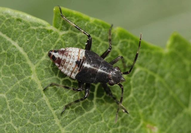 Deraeocoris flavilinea