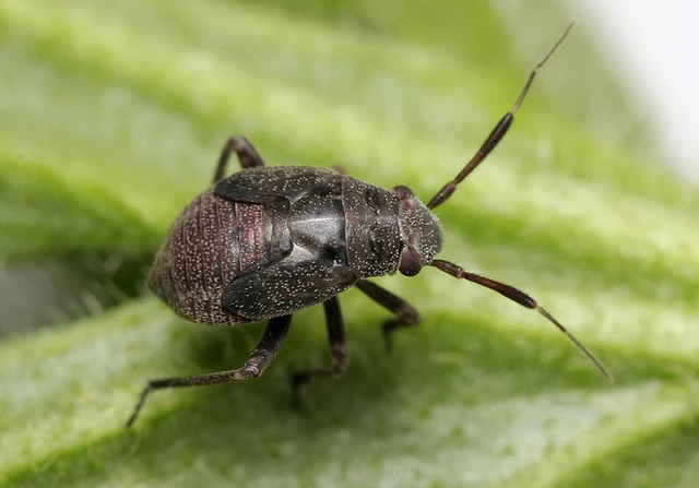 Capsus ater - fekete mezeipoloska