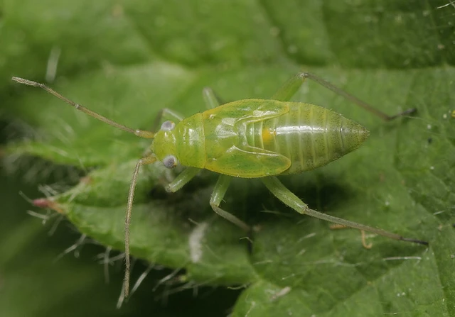 Lygocoris rugicollis