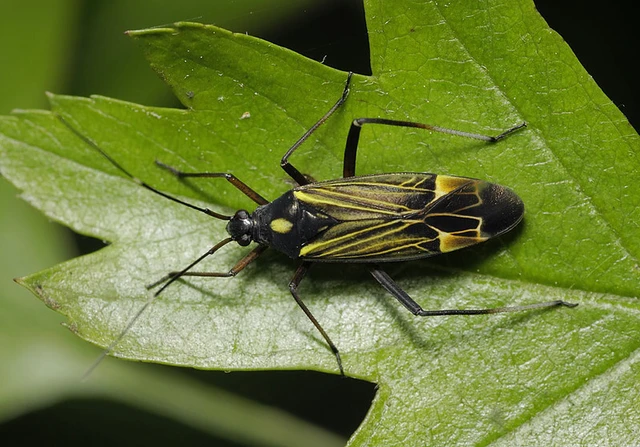 Miris striatus - sávos mezeipoloska